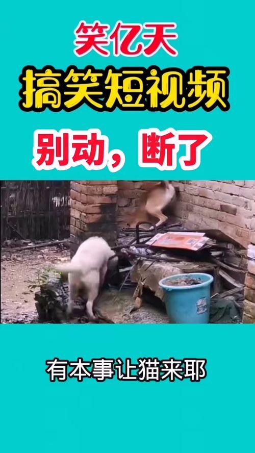 搞笑爆料的视频,笑到肚子疼的瞬间